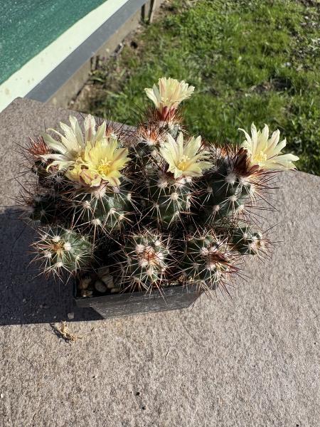 Escobaria huastecaensis